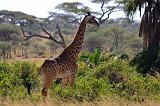 TANZANIA - Serengeti National Park - Giraffe - 7